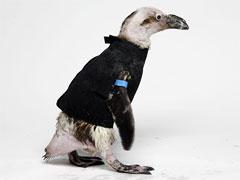 Лысеющего пингвина снабдили гидрокостюмом