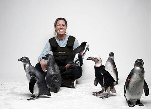 Лысеющего пингвина снабдили гидрокостюмом