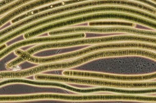 Невидимые обитатели океана