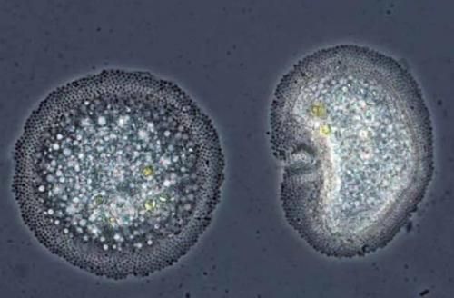 Невидимые обитатели океана