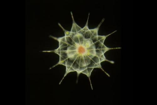 Невидимые обитатели океана