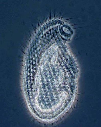 Невидимые обитатели океана