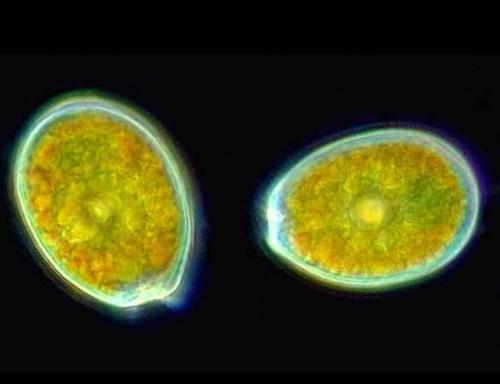 Невидимые обитатели океана