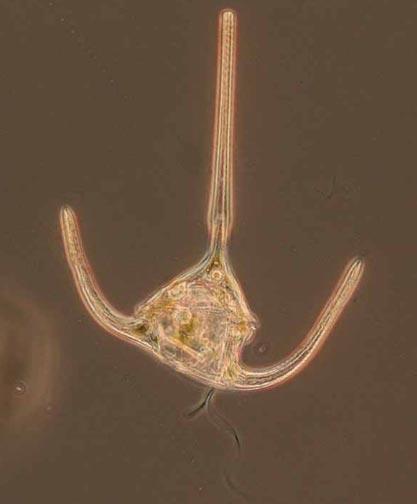 Невидимые обитатели океана