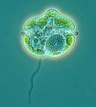 Невидимые обитатели океана