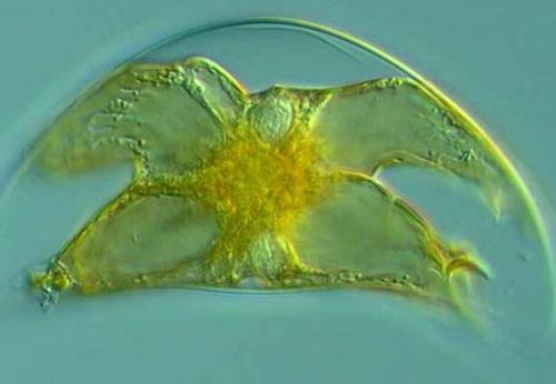 Невидимые обитатели океана