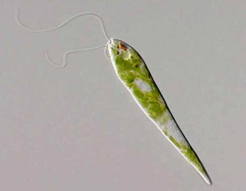 Невидимые обитатели океана