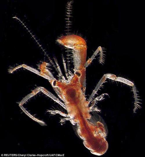 Невидимые обитатели океана