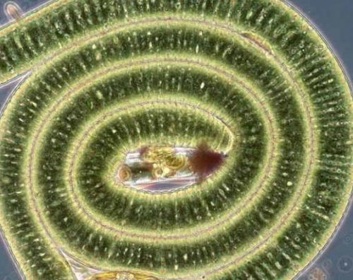 Невидимые обитатели океана