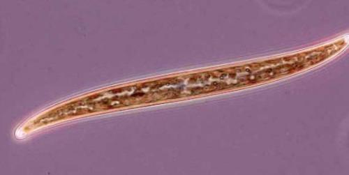 Невидимые обитатели океана