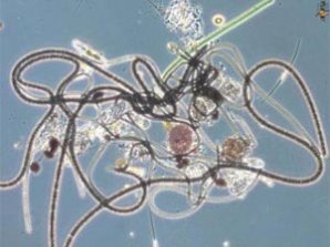 Невидимые обитатели океана