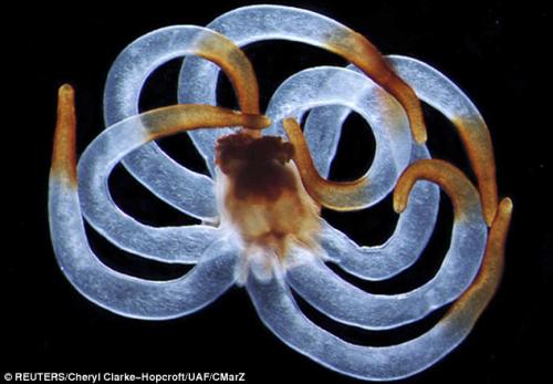 Невидимые обитатели океана