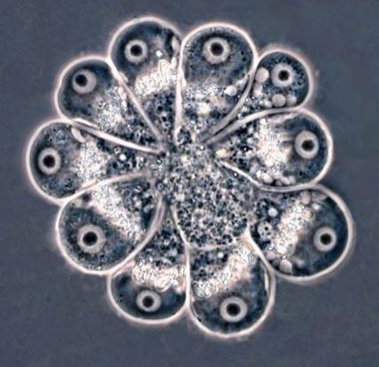 Невидимые обитатели океана