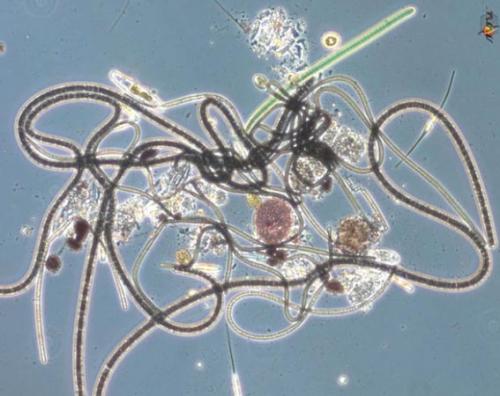 Невидимые обитатели океана