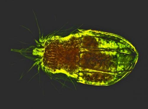 Невидимые обитатели океана