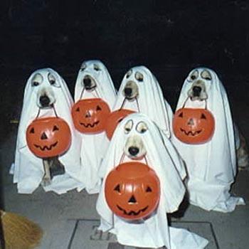 Собачки уже нарядились для Хеллоуина…