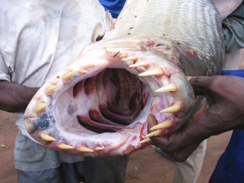 Британский рыбак поймал пиранью-охотницу на крокодилов