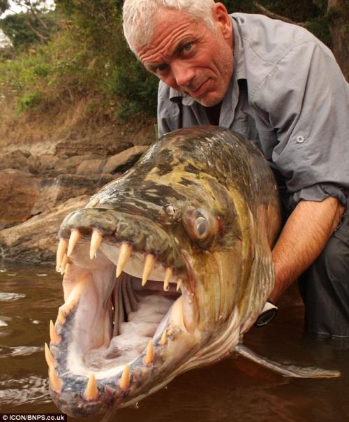 Британский рыбак поймал пиранью-охотницу на крокодилов