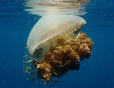 Нашествие гигантских медуз