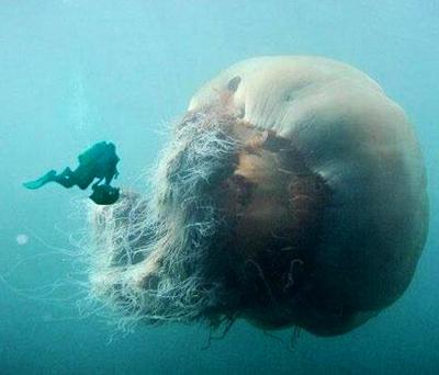 Нашествие гигантских медуз