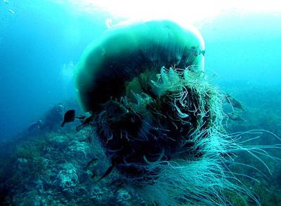 Нашествие гигантских медуз