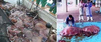 Нашествие гигантских медуз