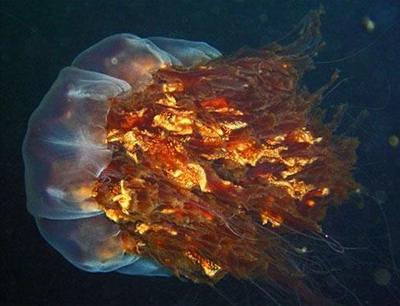Нашествие гигантских медуз