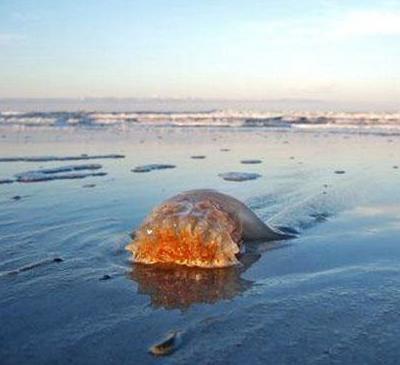 Нашествие гигантских медуз