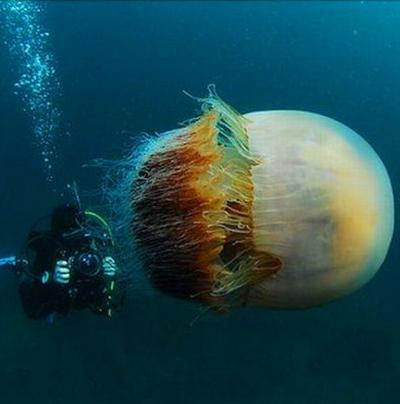 Нашествие гигантских медуз