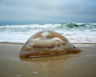 Нашествие гигантских медуз