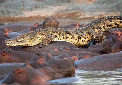 Крокодил стал жертвой бегемотов