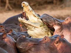 Крокодил стал жертвой бегемотов