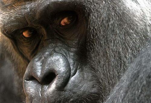 Лучшие фотографии конкурса National Geographic Contest — 2007