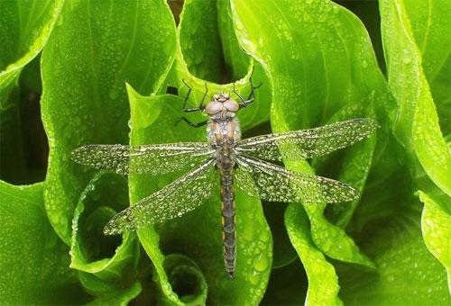 Лучшие фотографии конкурса National Geographic Contest — 2007