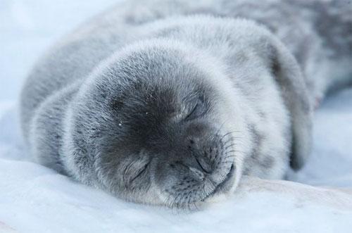Лучшие фотографии конкурса National Geographic Contest — 2007