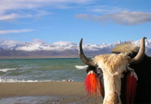 Лучшие фотографии конкурса National Geographic Contest — 2007