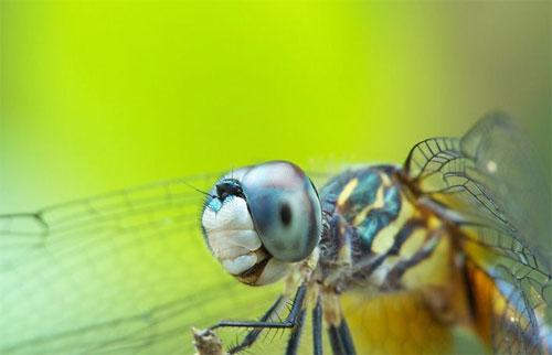 Лучшие фотографии конкурса National Geographic Contest — 2007