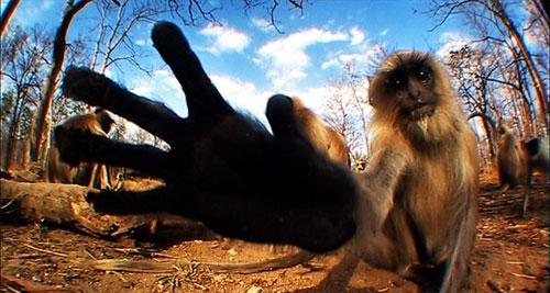 Слон-оператор снимает фильмы о диких животных
