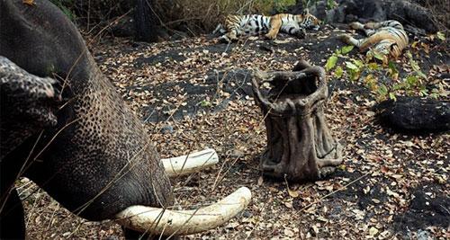 Слон-оператор снимает фильмы о диких животных