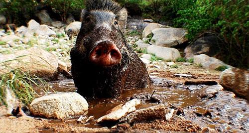 Слон-оператор снимает фильмы о диких животных