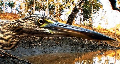 Слон-оператор снимает фильмы о диких животных