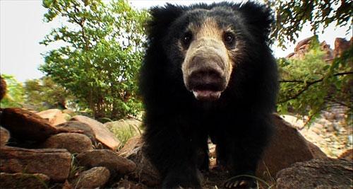 Слон-оператор снимает фильмы о диких животных