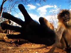 Слон-оператор снимает фильмы о диких животных