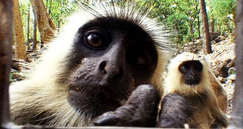 Слон-оператор снимает фильмы о диких животных