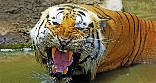 Слон-оператор снимает фильмы о диких животных