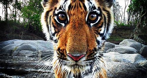 Слон-оператор снимает фильмы о диких животных