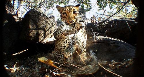 Слон-оператор снимает фильмы о диких животных