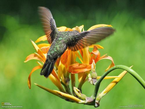 Лучшие майские фотографии National Geographic