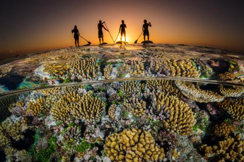 Подводные фотографии с конкурса Ocean Art 2018