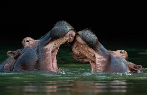 50 самых удачных фото животных, сделанных в нужный момент